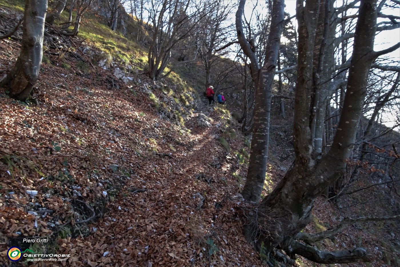 16 Grandi faggi nel bosco di salita.JPG